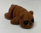[B] Oso Pardo