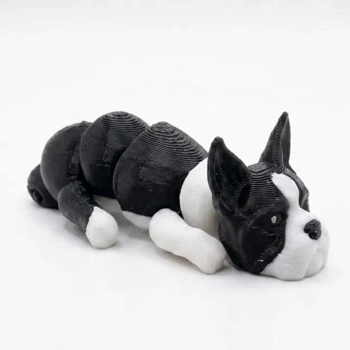 [C] Boston Terrier